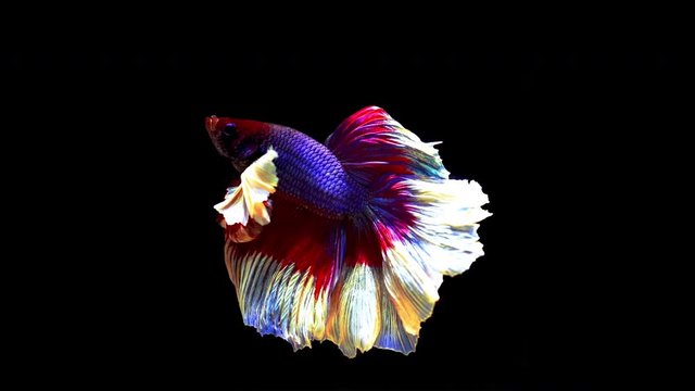 Slow motion of Betta fish, siamese fighting fish isolated on Black background.