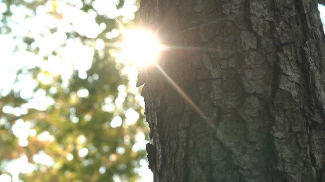 Sun rays shine through the surface of the bark of an old tree as the camera moves along the trunk