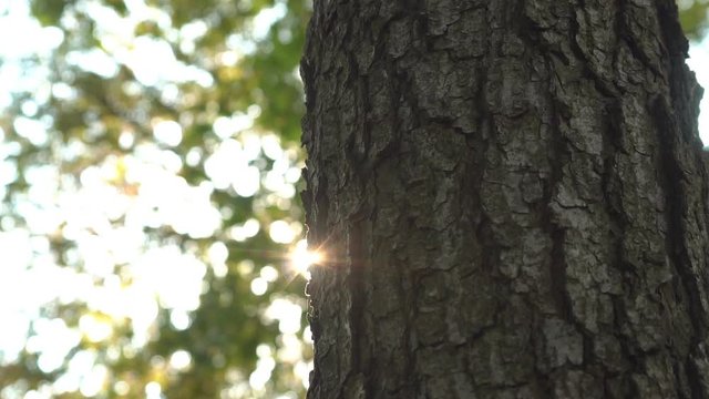 Sun rays shine through the surface of the bark of an old tree as the camera moves along the trunk
