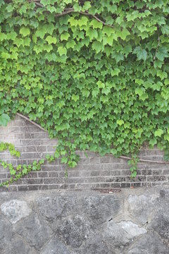 ivy on the wall © kenjii