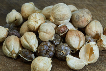 false cardamon pods (Amomum cardamomum Willd.)