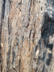 Wood texture - Tree - Wood plank