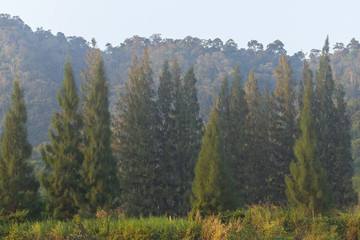 pine tree and mountain