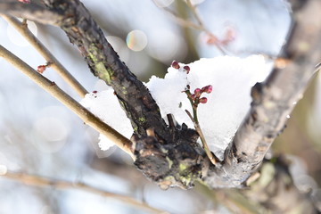 雪の中の梅のつぼみ