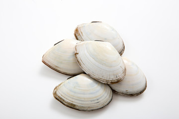 Fototapeta na wymiar 日本産の貝、サラガイ