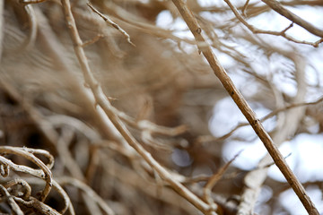 branches of plant