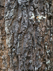Fototapeta premium Wood texture - Tree - Wood plank