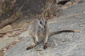 Mareeba rock wallaby closeup grey 