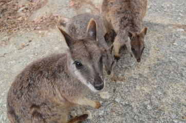 Mareeba rock wallaby closeup grey 