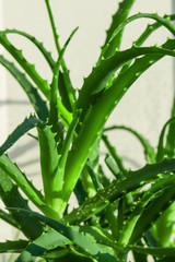 Green prickly leaves of the medicinal plant aloe Vera on the Bush