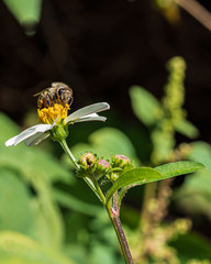 bee on flower