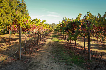 Fototapeta na wymiar Napa Valley Vineyard view in California, USA