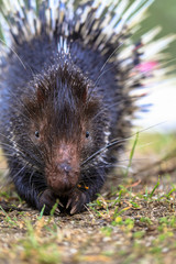 Tropical porcupine found in Malaysia parks munching on palm oil seed
