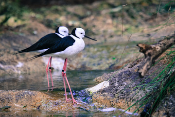 Stilt is a common name for several species of birds in the family Recurvirostridae, which also includes those known as avocets. 