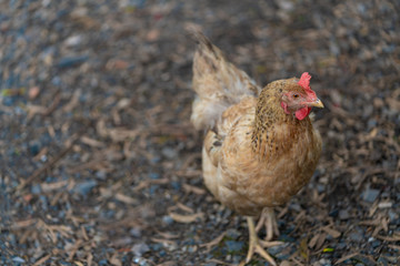 Egg laying hen in nature. Chicken