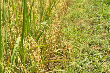 rice field before harvesting in farm agriculture .