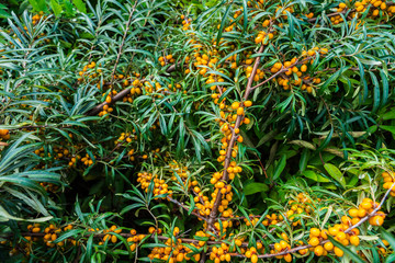 Branch with berries of sea buckthorn and green leaves