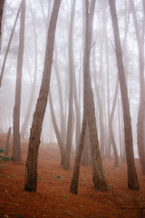 Bosque
