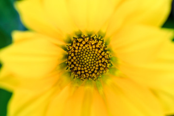 Macro closeup view of yellow flower with beautiful natural texture and design