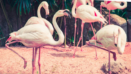 Pink flamingos family grow in the zoo, Thailand, vintage filter