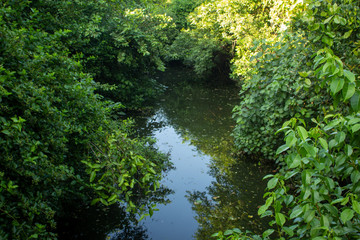 Fototapeta premium Estuary with thick vegetation on both sides, Chennai, India