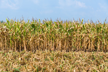 Corn field after Harvest season. Corn farm agriculture with corn tree on field. Food and grain agriculture concept. 