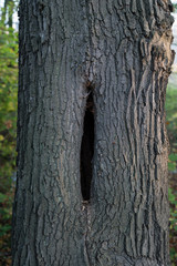 Fototapeta premium Shape of oak trunk with hole in trunk in detail.