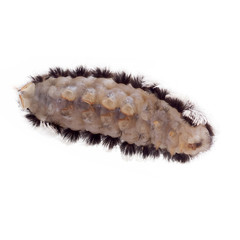Caterpillar of the southern flannel moth (Megalopyge opercularis). Isolated on white background