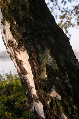Shape of birch trunk in detail.