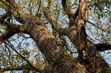 Fototapeta na wymiar Crown of oak in autumn colors.