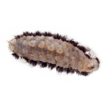 Caterpillar Of The Southern Flannel Moth (Megalopyge Opercularis). Isolated On White Background