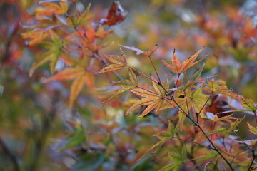 紅葉