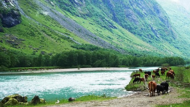 Brown and brown cattle, bulls, cows, steers and heifers walking and grazing near a fast flowing blue river with white water rapids in a mountain valley in Norway on a cloudy day.