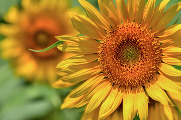 Obraz premium ヒマワリの花 Sunflower 