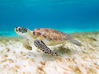 left side of a Beautiful green turtle under water