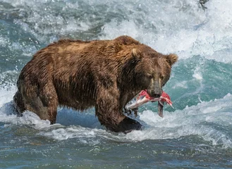 Foto op Plexiglas Brown Bear © David McGowen