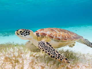 left side of a Beautiful green turtle under water