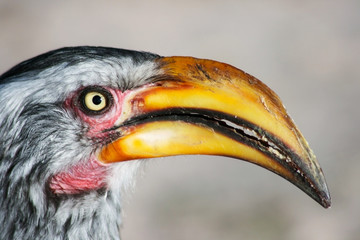 Close-up of a southern yellow-billed hornbill in Central Kalahari Game Reserve, Botswana.(Tockus leucomelas).