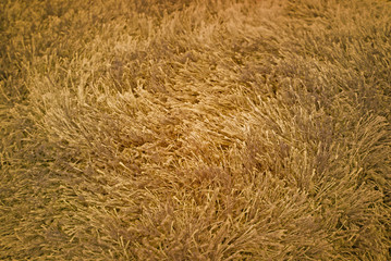 Carpet, rug, blanket.