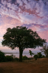 Fototapeta na wymiar Beautiful large tree in a pink sunset over the Chobe river in Chobe National Park, Botwana.