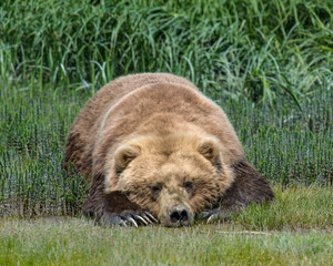 Obraz premium Brown Bear