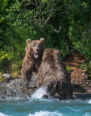 Brown Bear fight