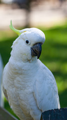 Cockatoo