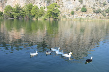 Domestic ducks swim in the lake. White birds in the water.