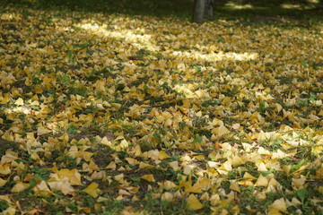 Obraz premium イチョウの落葉