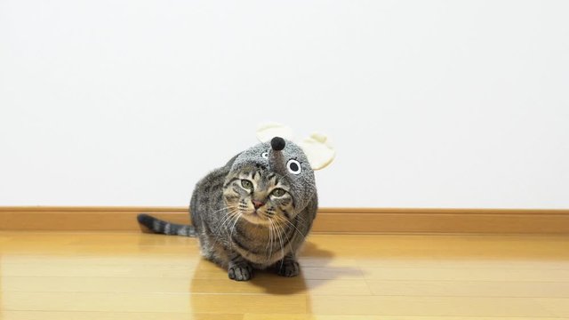 干支のねずみの被り物をした猫