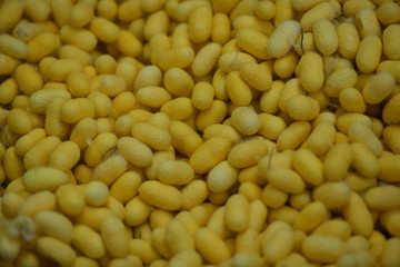 Cocoons silk was a silky case spun by the larvae of many insects for protection in the pupal...