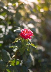 Obraz premium Colorful, beautiful, delicate roses in the garden