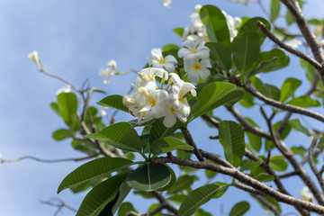 Plumeria white and yellow flowers in the garden