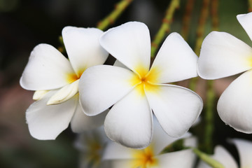 Fototapeta na wymiar close up of plumeria flower